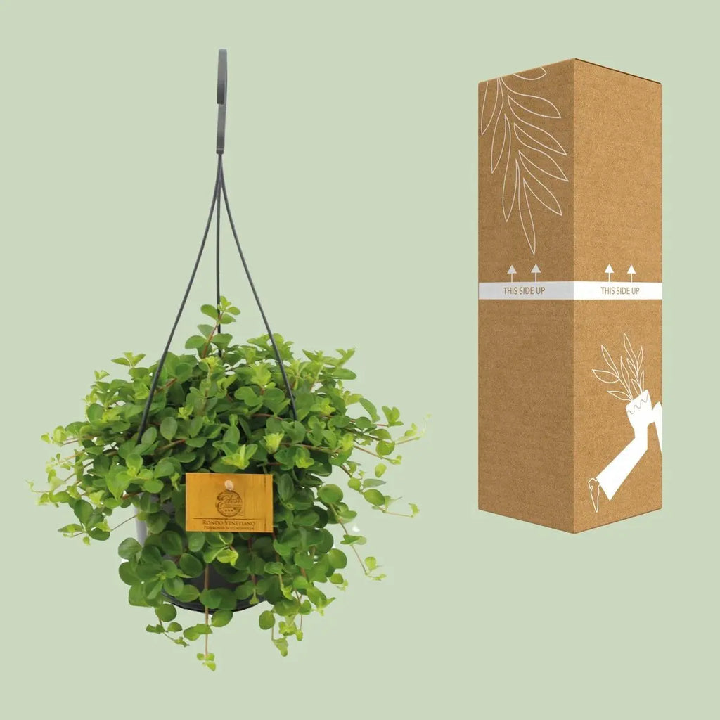 Peperomie Rotundifolie - Ø15 cm - ↕25 cm MEERgroothandel Planten