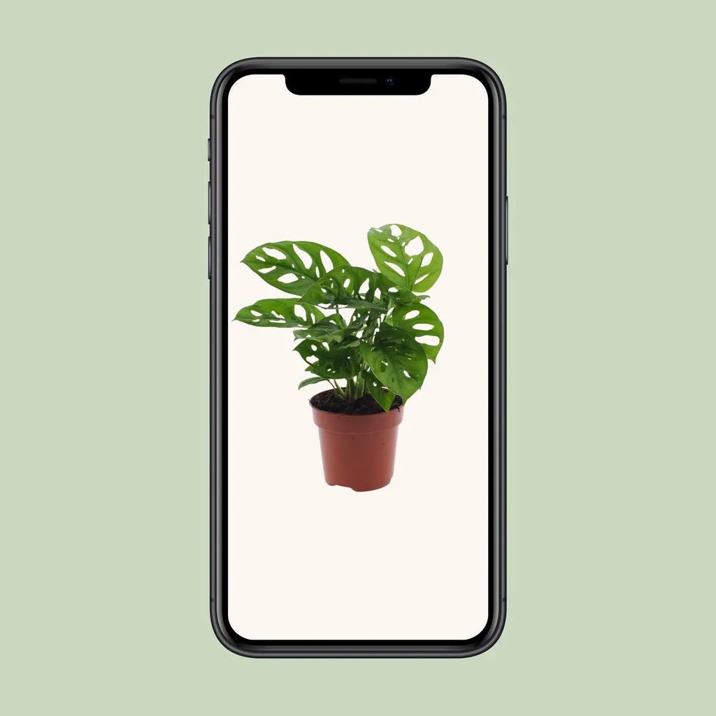 Monstera Monkey Leaf (Fensterblatt) - Ø12CM - ↕30 cm - Pille Gartenwelt