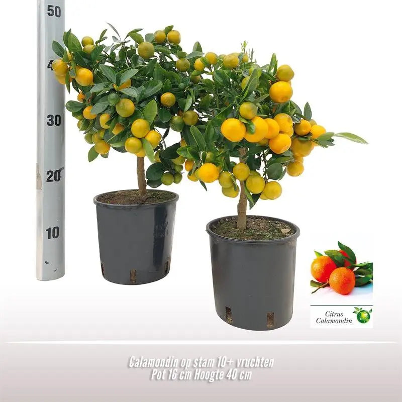Calamondin auf Stam | [P16-H40] MEERgroothandel Planten