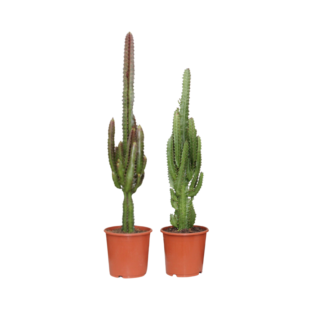 2er Set Euphorbia Grün/Rot – dekorative Zimmerpflanze mit Rotgrün-Blättern, robust
