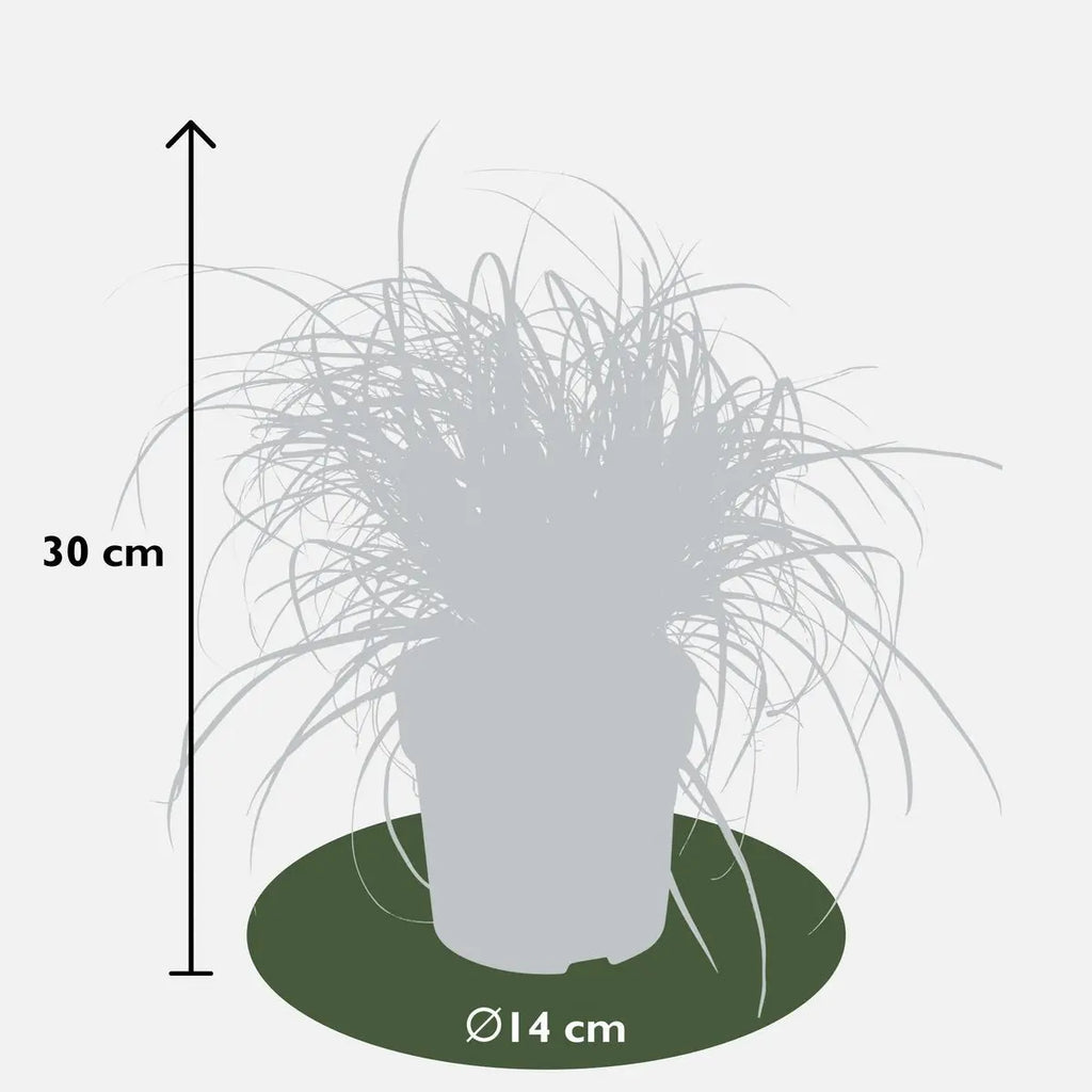 Uncinia rubra ‘Everflame’ Ziergras Mahaghoni-Gras - Ø19cm - ↕30-40cm
