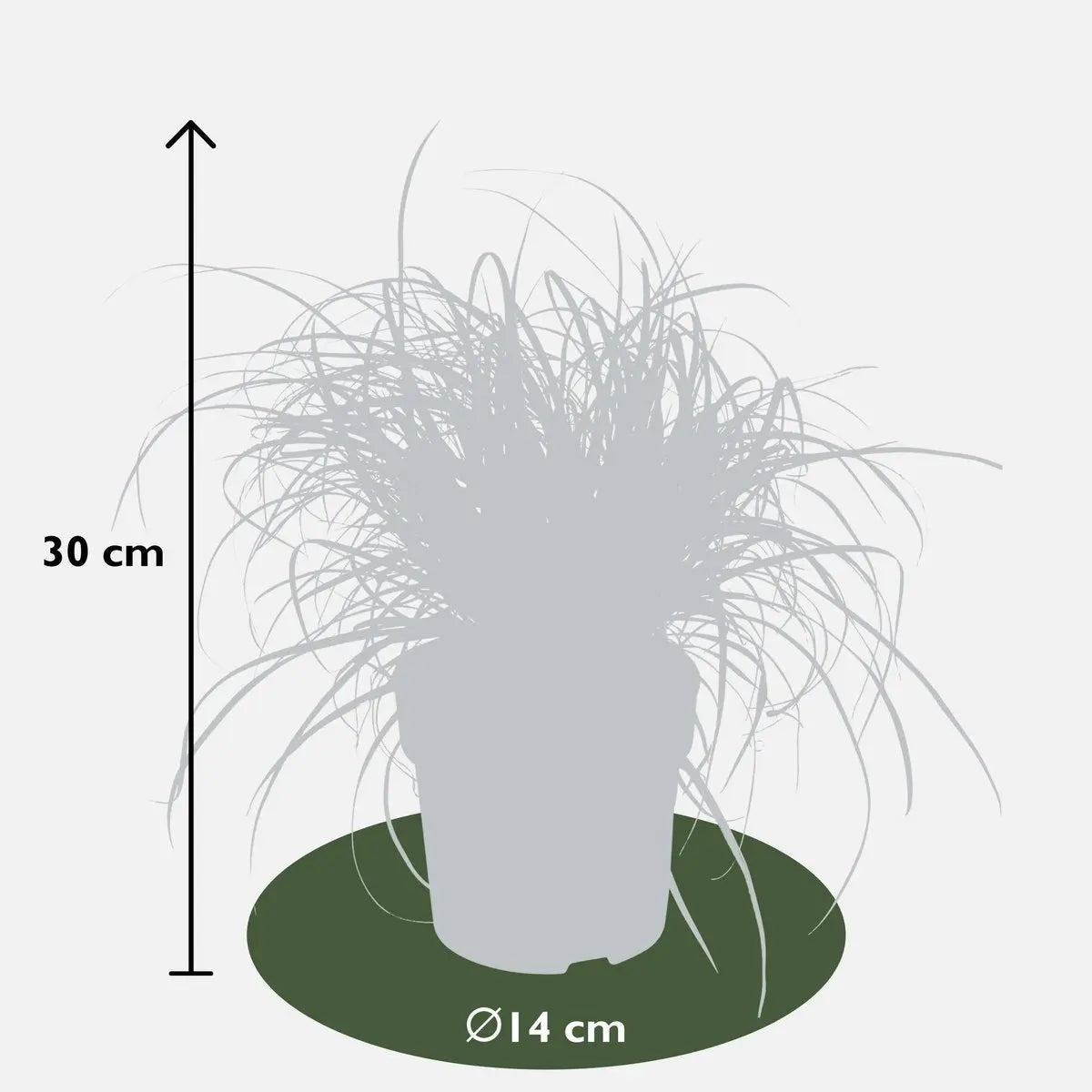 Uncinia rubra ‘Everflame’ Ziergras Mahaghoni-Gras - Ø19cm - ↕30-40cm