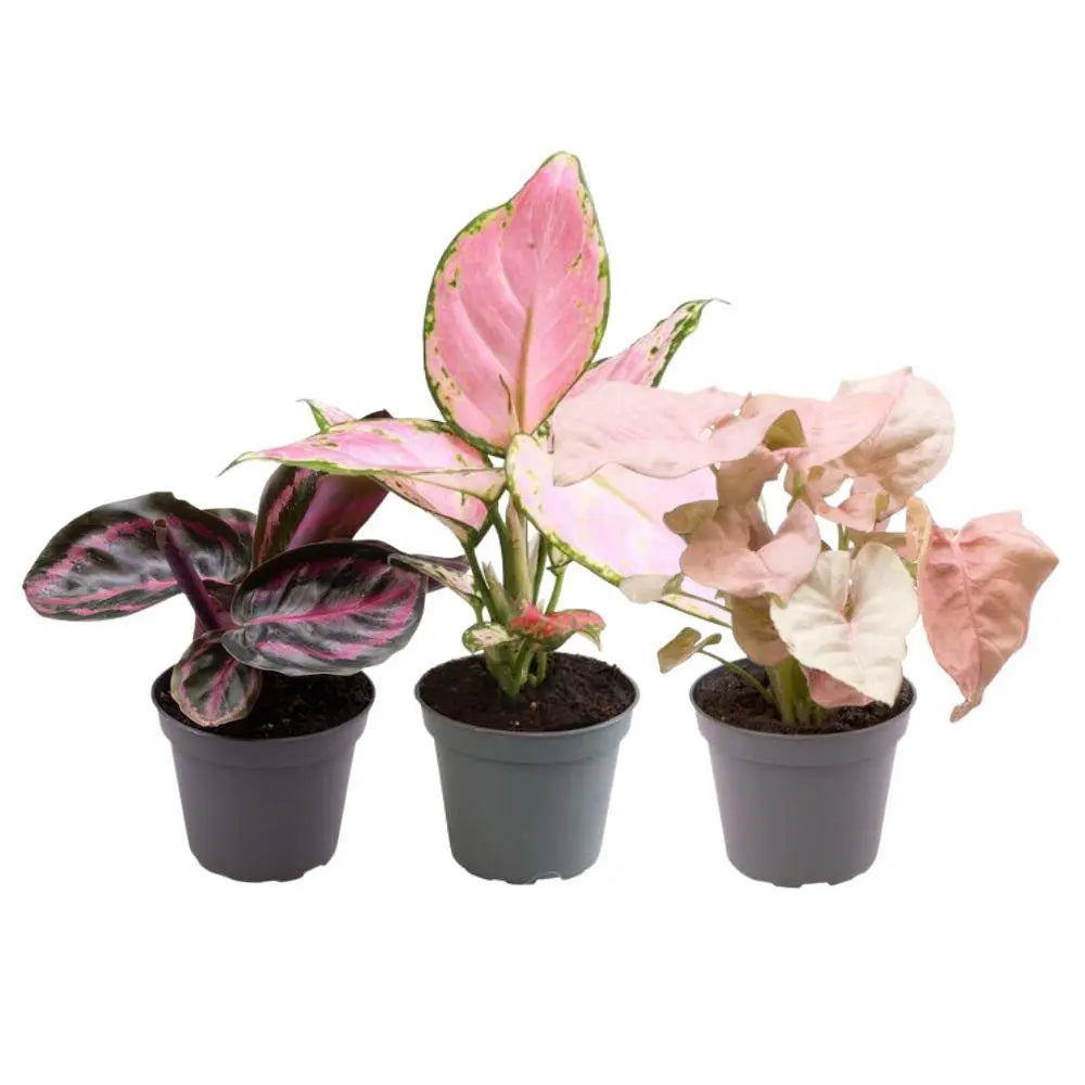 3er Set pinke Pflanzen | Syngonium , Aglaonema, Calathea | Pink ist das neue Grün - Ø6,5 - ↕12
