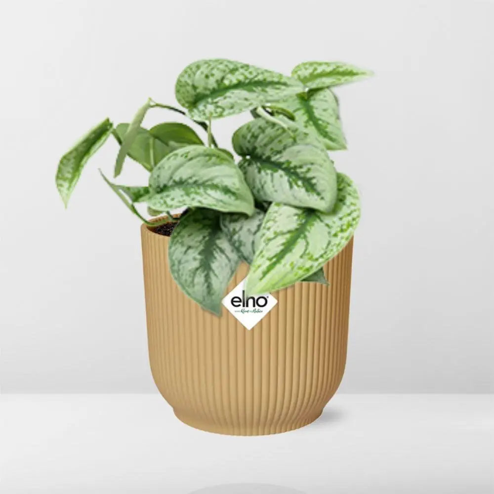 Scindapsus gemalt 'Trebie' in Elho Vibes Fold 14 cm Geel MEERgroothandel Planten