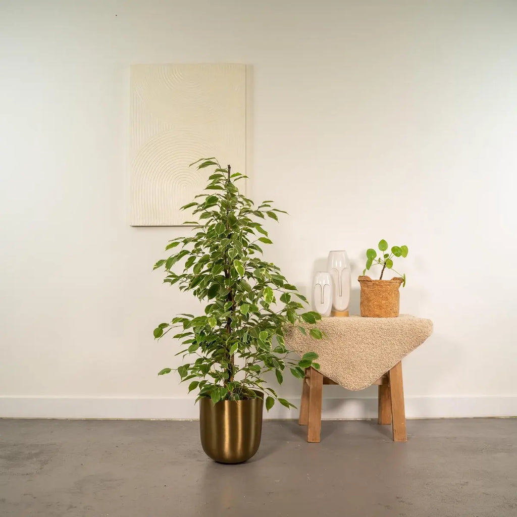 Ficus benjamina Goldenking - Ø21cm - ↕95cm - panachierte Blätter - Pille Gartenwelt