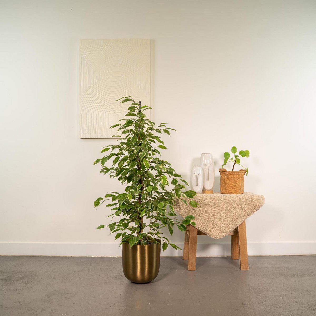Ficus benjamina Goldenking - Ø21cm - ↕95cm - panachierte Blätter