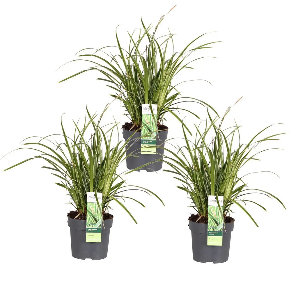 3er-Set Carex morrowii Ice Dance freigestellt im Ø14 cm Kulturtopf, wintergrünes Ziergras, im Set 