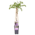 Wisteria Floribunda 'Naga Noda' - lila Regen - Ø15 cm - ↕65 cm