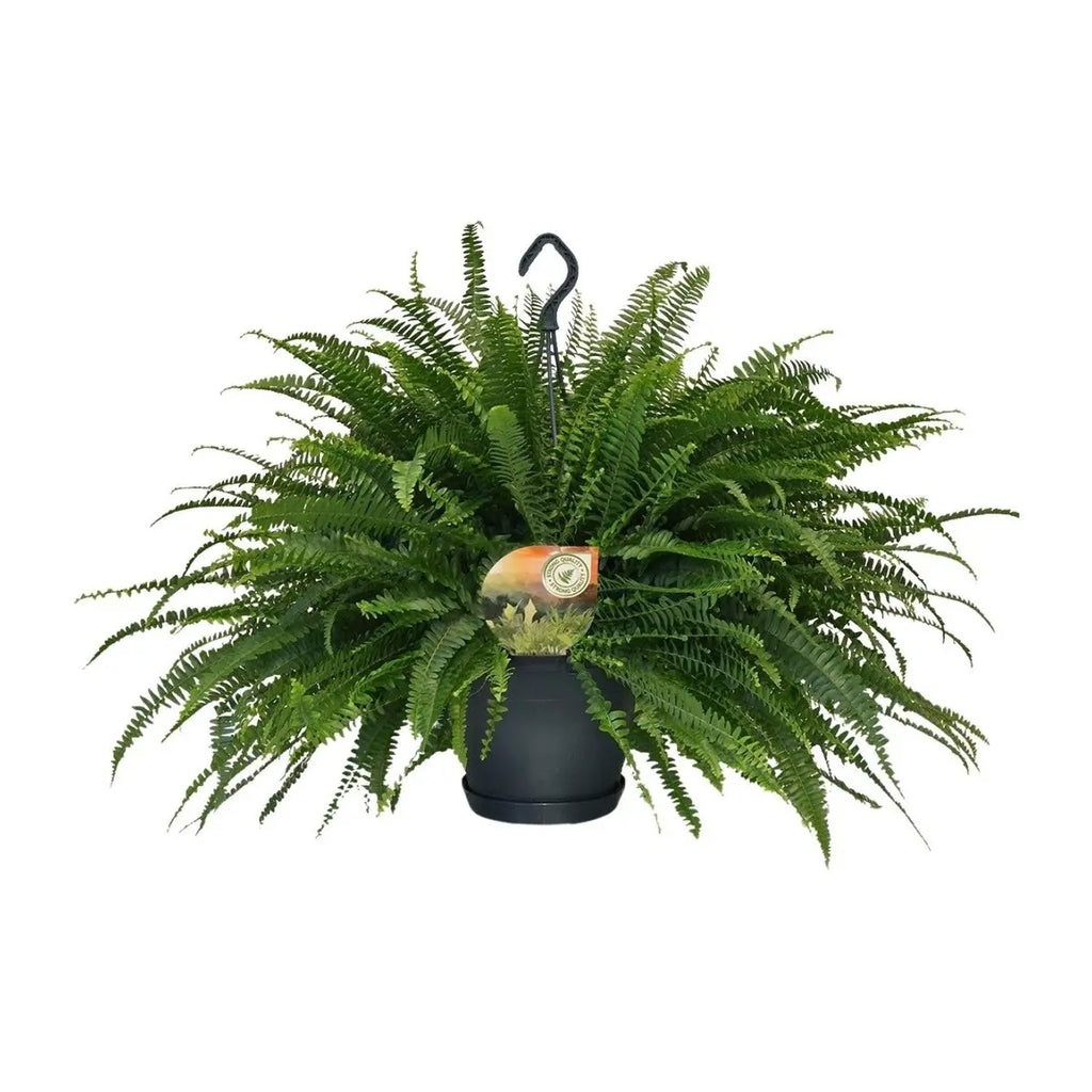 Nephrolepis Green Lady - Ø20cm - ↕60 cm | Boston-Farn