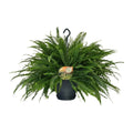 Nephrolepis Green Lady - Ø20cm - ↕60 cm | Boston-Farn