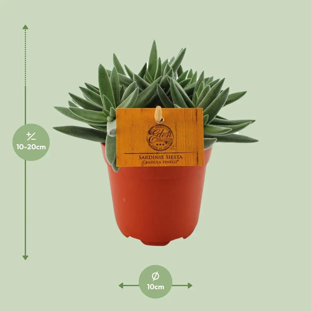 Crassula Tenelli - Ø11cm - ↕15cm | Jadepflanze
