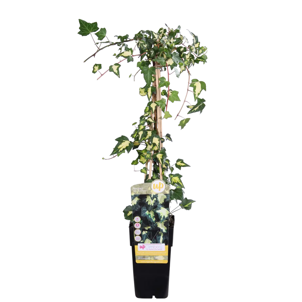 Hedera Colchica 'dentata variegata' - Ø15cm - ↕65 cm