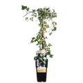 Hedera Colchica 'dentata variegata' - Ø15cm - ↕65 cm