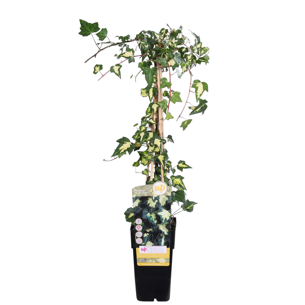 Hedera Colchica 'dentata variegata' - Ø15cm - ↕65 cm