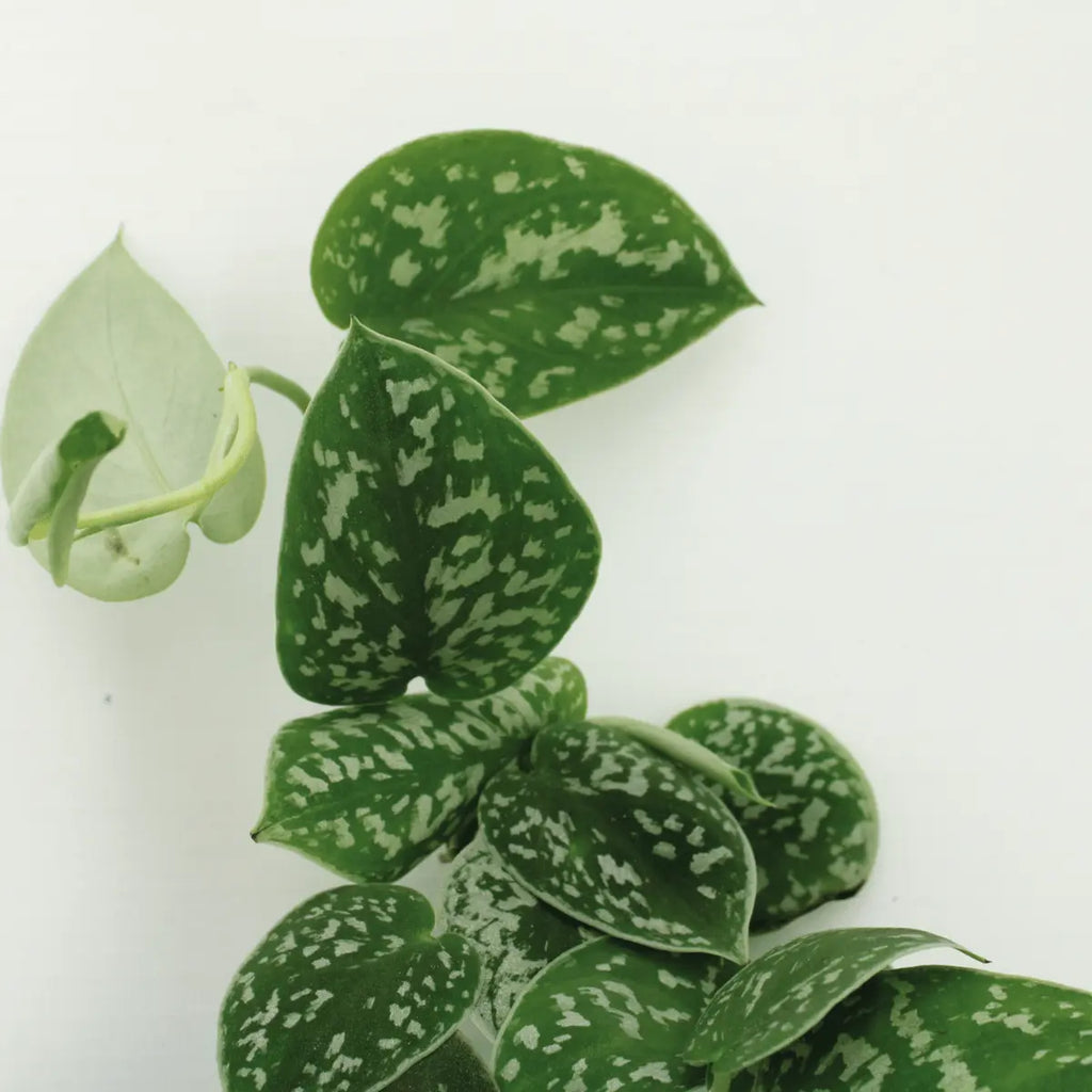 2x Scindapsus Bild - Epipremnum - 15 cm - Ø12 cm