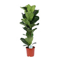 Geigenfeige | Ficus lyrata - Ø21CM - ↕90 cm
