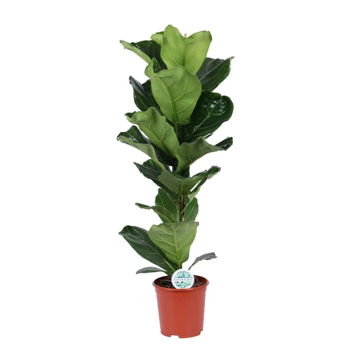 Geigenfeige | Ficus lyrata - Ø21CM - ↕90 cm