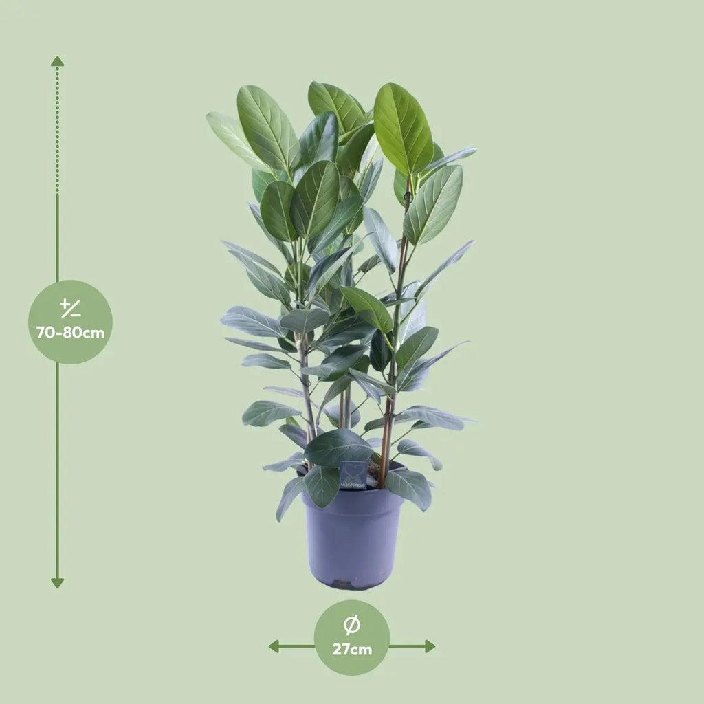 Ficus Audrey Tufft 3 Stecklinge - Ø27cm - ↕105 cm