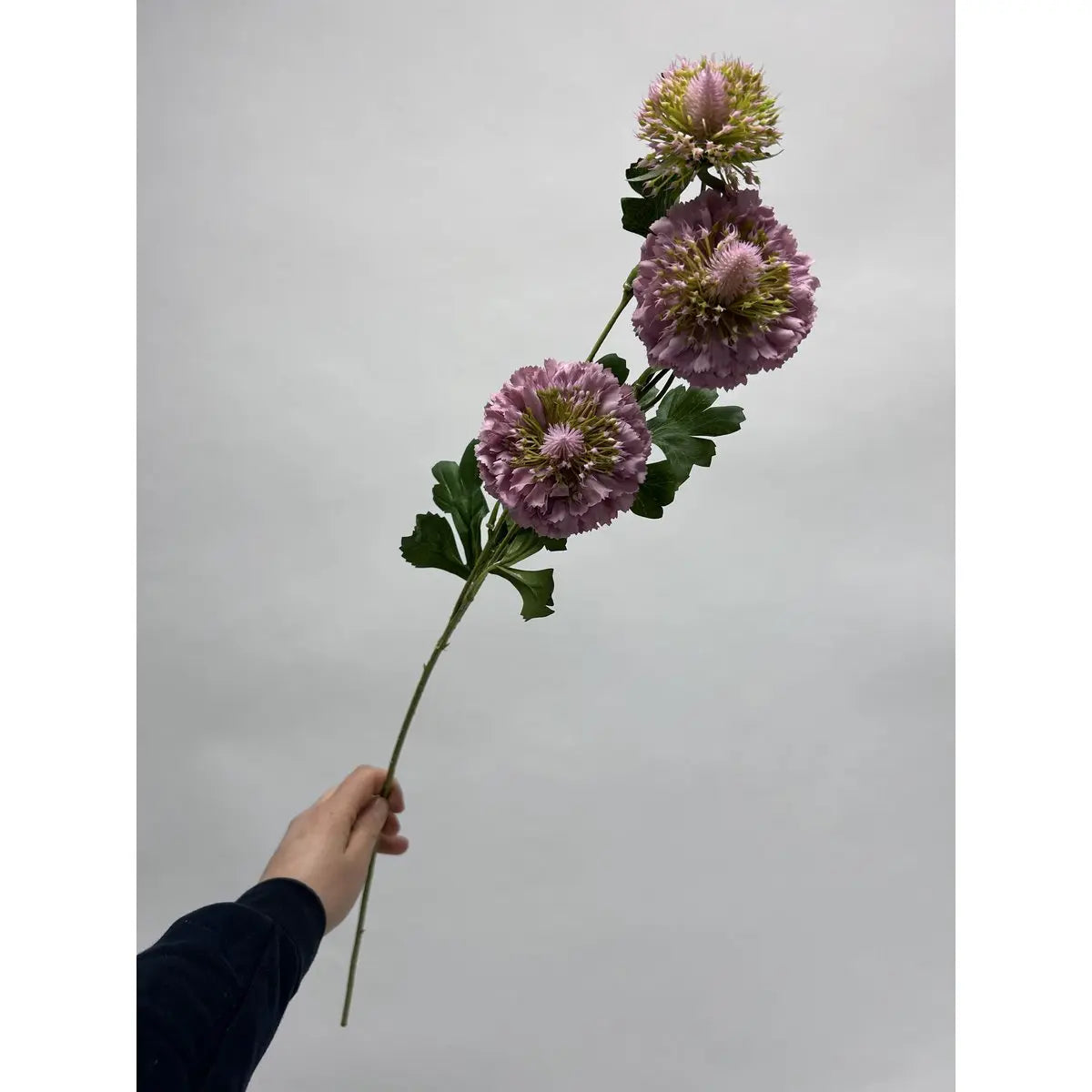 Scabiosa | Kunstblume aus Seide | Länge 80 cm, 2 Stück weiß QMF Trading