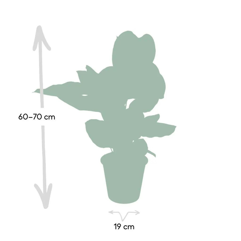 Calathea Ornata - Ø19cm - ↕75cm MEERgroothandel Planten