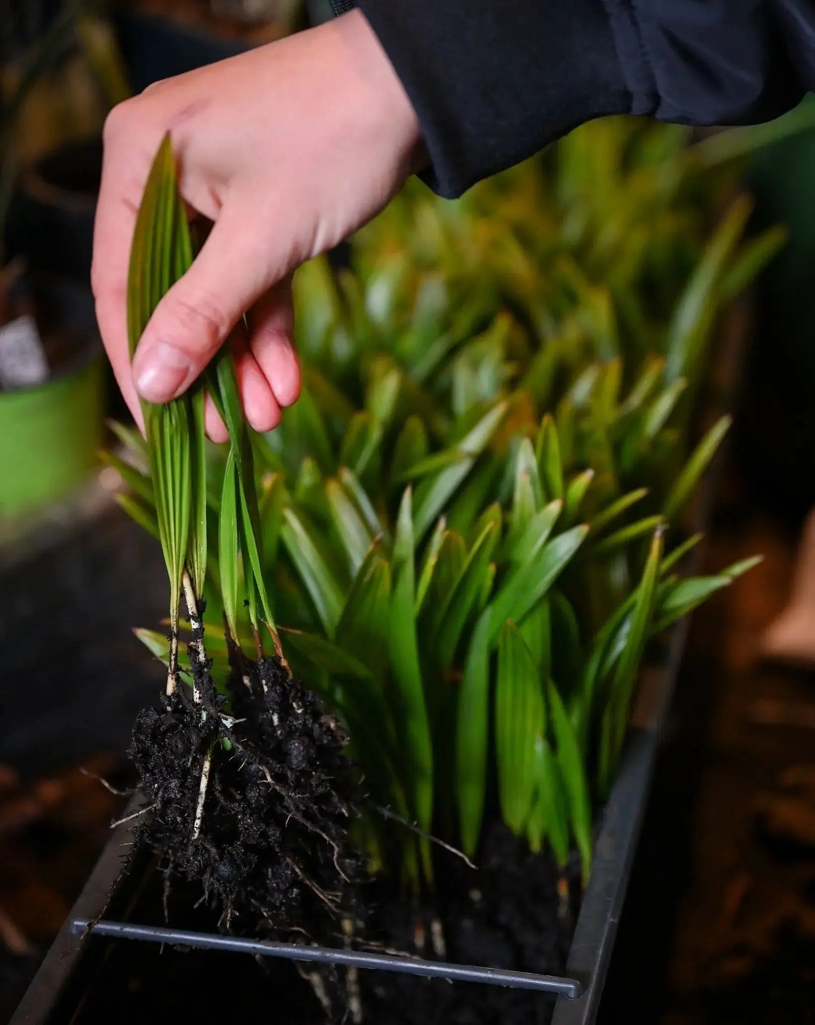 Trachycarpus fortunei - Chinesische Hanfpalme als Setzling aus Freilandzucht
