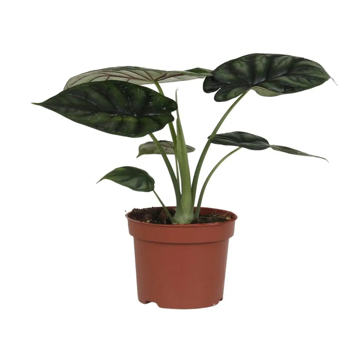 Alocasia Dragon Scale Elefantenohr  - Ø17cm - ↕35cm - Pille Gartenwelt