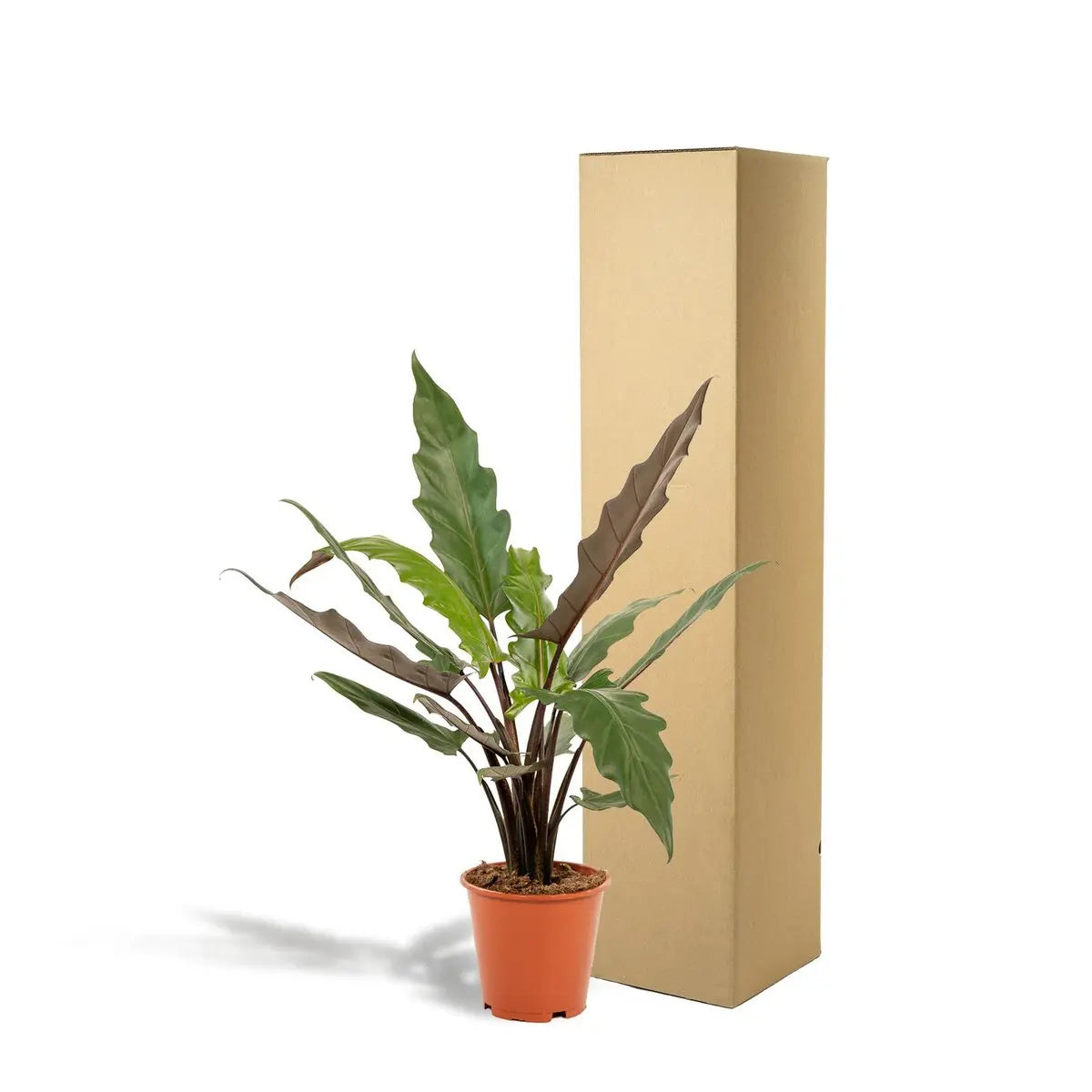 Alocasia Lauterbachiana – Ø19cm – ↕80cm MEERgroothandel Planten