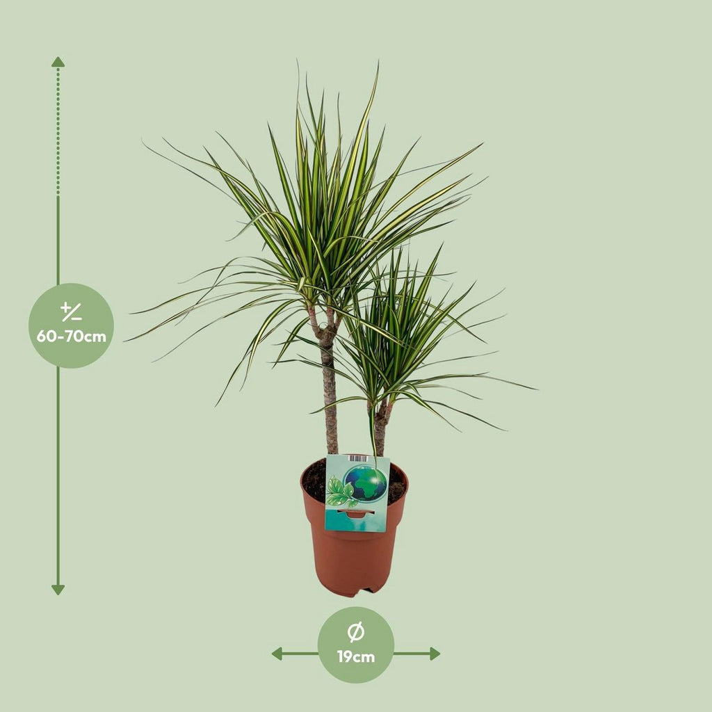 Dracaena marginata Golden Dragon – Drachenbaum Ø19 cm, 70 cm