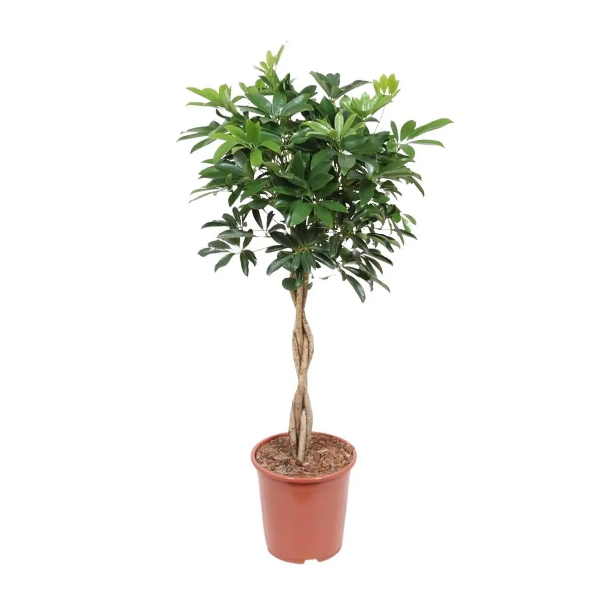Schefflera arboricola Compact - Ø27cm - ↕120 cm MEERgroothandel Planten