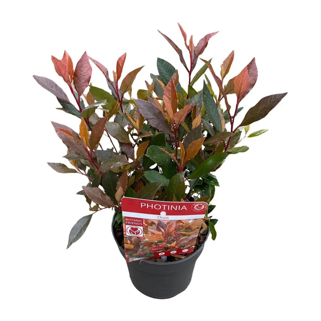 Glanzmispel ‘Red Robin’ (Photinia × fraseri) 'Chico'® | [P13-H20] - Pille Gartenwelt