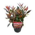 Glanzmispel ‘Red Robin’ (Photinia × fraseri) 'Chico'® | [P13-H20] - Pille Gartenwelt