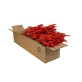Trockenblumen – Weizen (Triticum) – Gebrannte Orange – 4 Bündel – ↕60 cm MEERgroothandel Planten