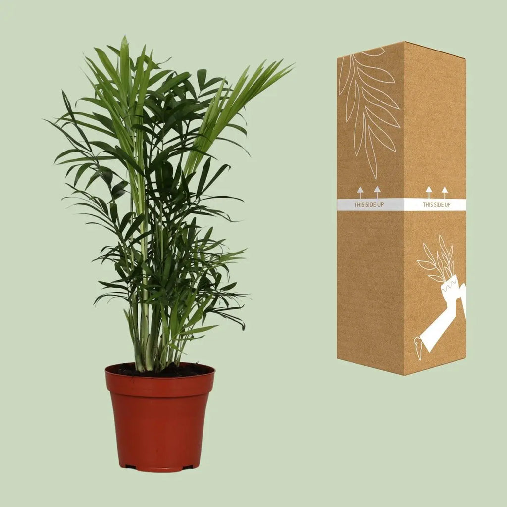 Chamaedorea elegans Ø12 cm – ca. 40 cm, Berg-Palme, pflegeleicht - Pille Gartenwelt
