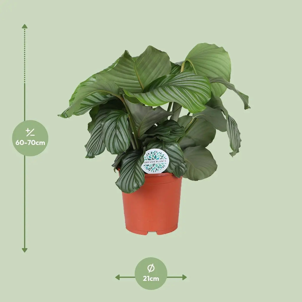 Calathea orbifolia - Ø21cm - ↕70 cm MEERgroothandel Planten