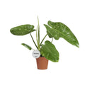 Philodendron Jose Buono - Ø15cm - ↕45cm - Pille Gartenwelt