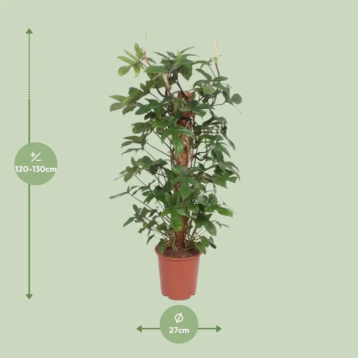 Philodendron Pedatum - Ø27cm - ↕130 cm MEERgroothandel Planten