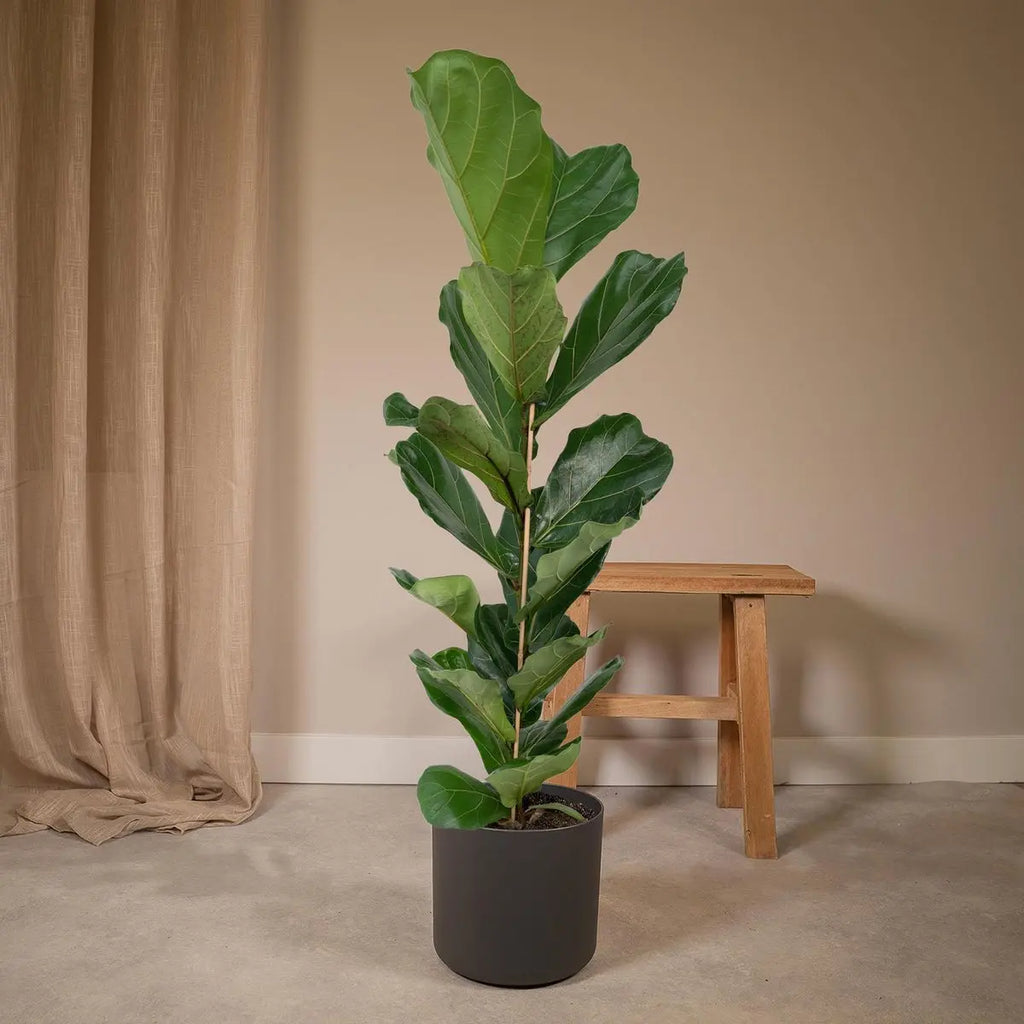 Ficus Lyrata - Gummipflanze - Ø21cm - ↕100cm MEERgroothandel Planten