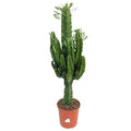 Euphorbia Eritrea - Ø21cm - ↕100 cm MEERgroothandel Planten