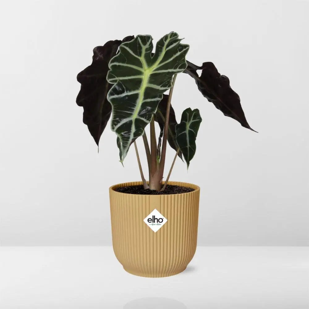 Alocasie „Polly“ in Elho -Vibes Falten Sie 14 cm Geel MEERgroothandel Planten