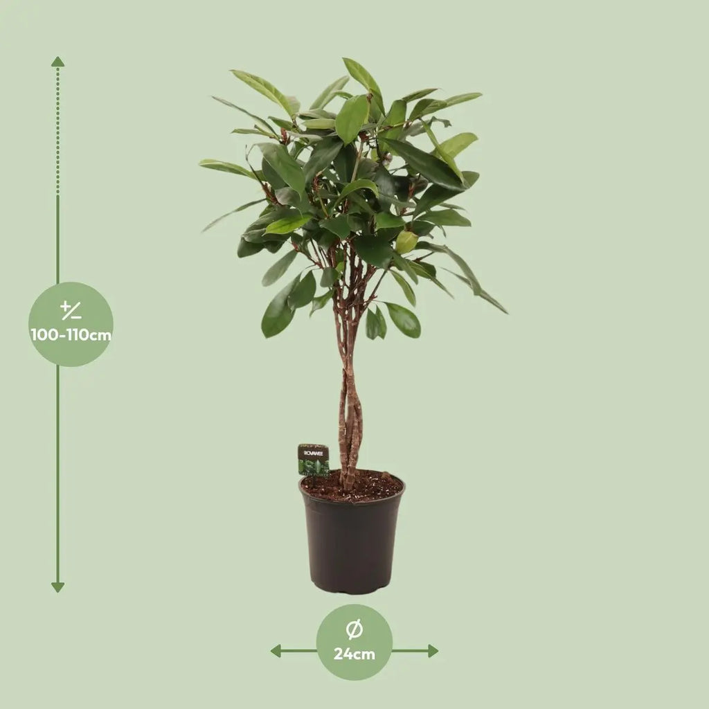 XXL 110 cm Afrikanischer Feigenbaum | Ficus Cyathistipula geflochtener Stamm | P24| immergrün - Pille Gartenwelt