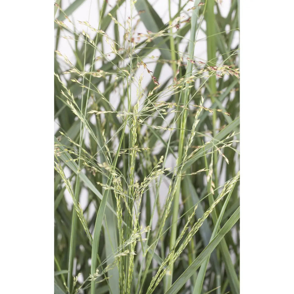 Panicum virgatum 'Prairie Sky' - Ø19cm - ↕50cm |  Rutenhirse | Zier-Gras - Pille Gartenwelt