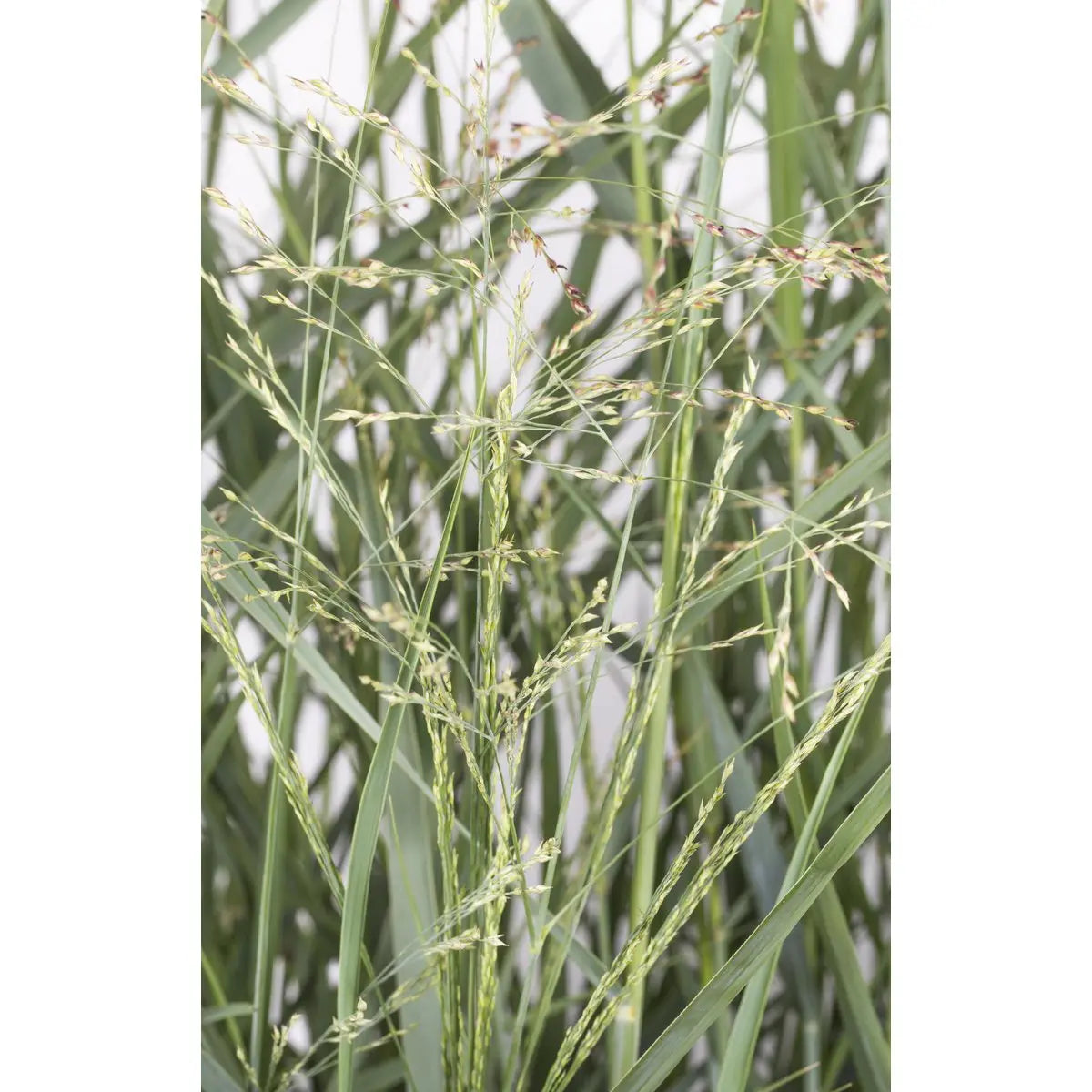 Panicum virgatum 'Prairie Sky' - Ø19cm - ↕50cm |  Rutenhirse | Zier-Gras - Pille Gartenwelt