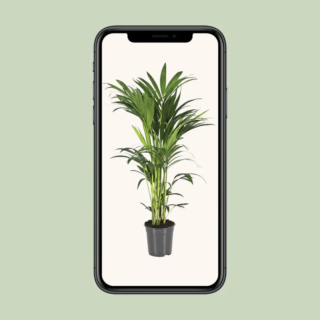 Howea Forsteriana - Ø21cm - ↕100 cm MEERgroothandel Planten