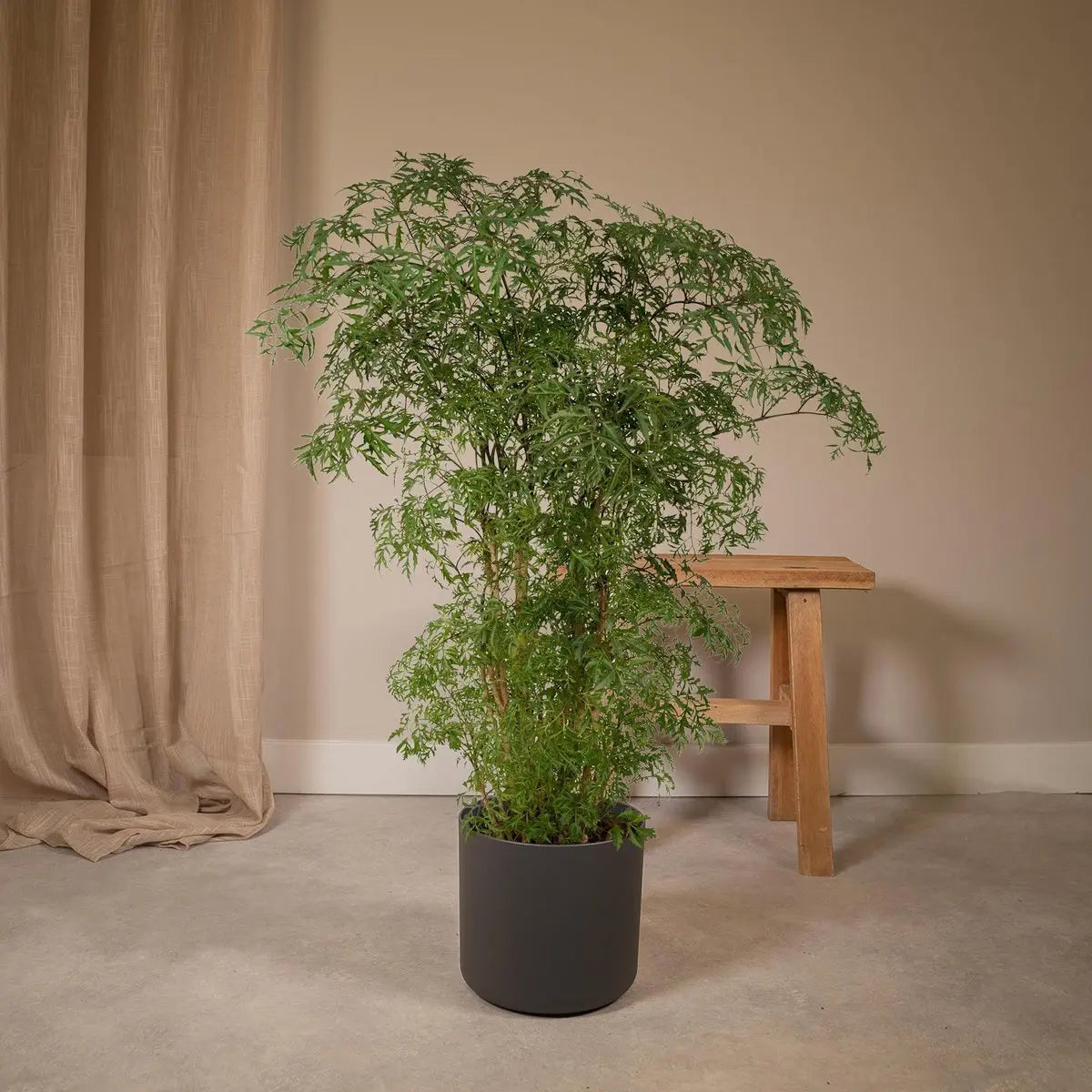 Polyscias Fruticosa - Aralia - Ø21cm - ↕75cm MEERgroothandel Planten
