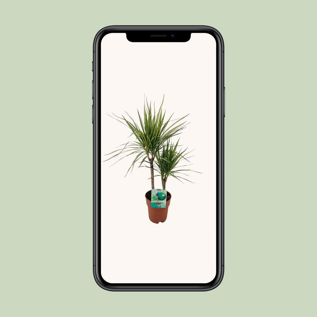 Dracaena marginata Golden Dragon – Drachenbaum Ø19 cm, 70 cm