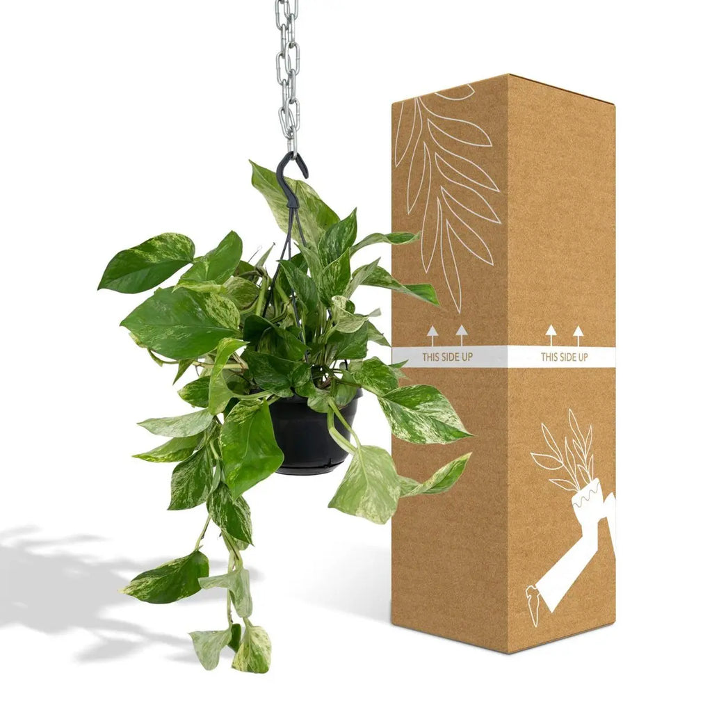 Epipremnum Marmorkönigin - Scindapsus - Ø15cm - ↕25cm - Pille Gartenwelt