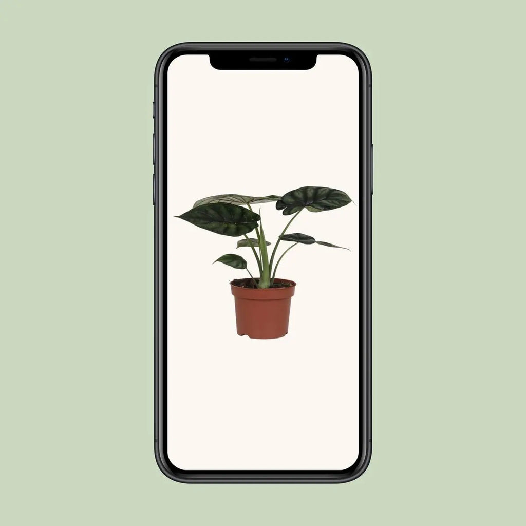 Alocasia Dragon Scale Elefantenohr  - Ø17cm - ↕35cm - Pille Gartenwelt