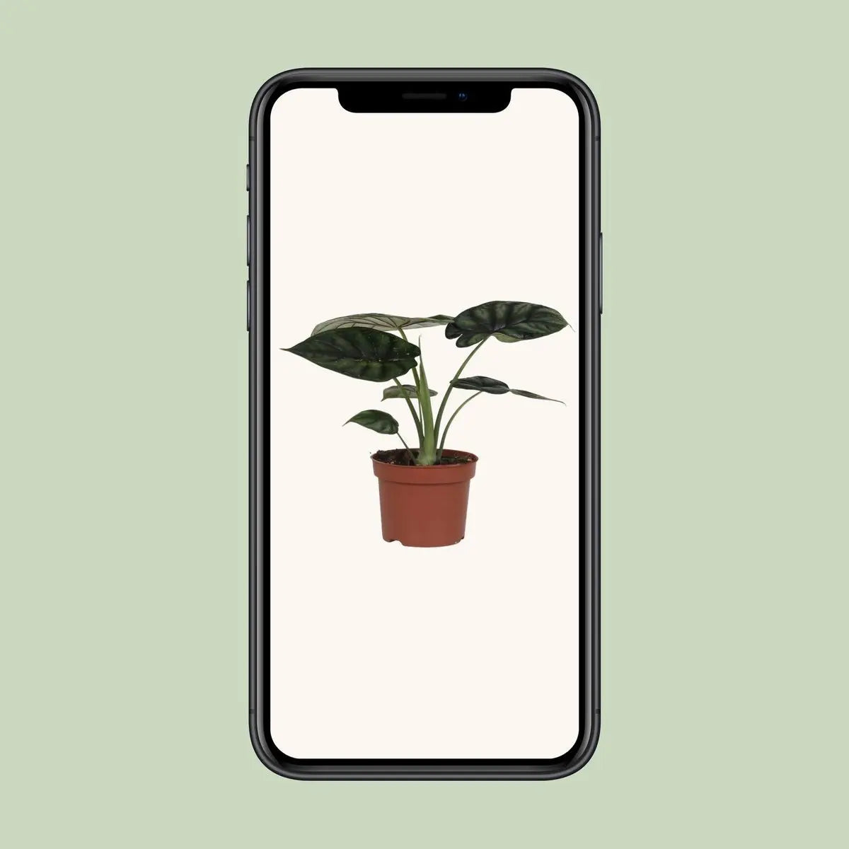 Alocasia Dragon Scale Elefantenohr  - Ø17cm - ↕35cm - Pille Gartenwelt