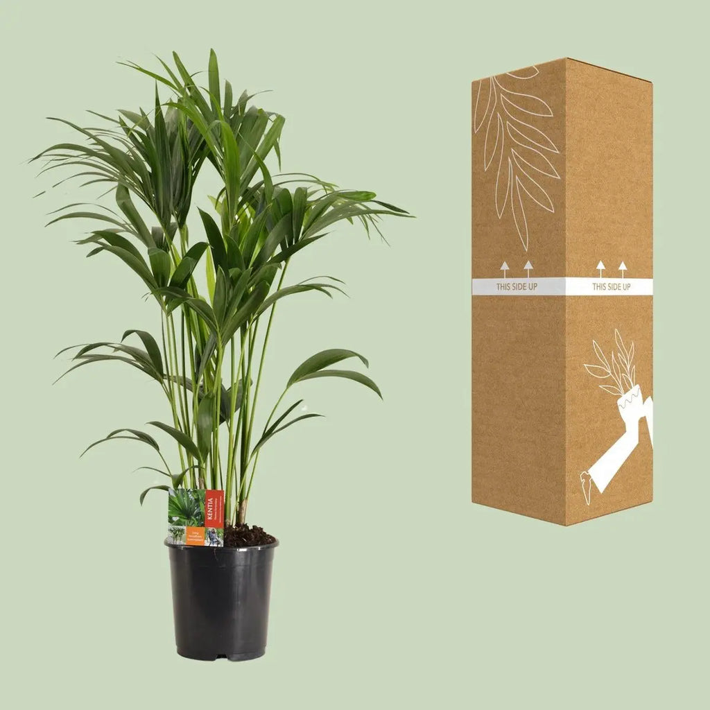 Howea Forsteriana - Ø24cm - ↕120 cm MEERgroothandel Planten