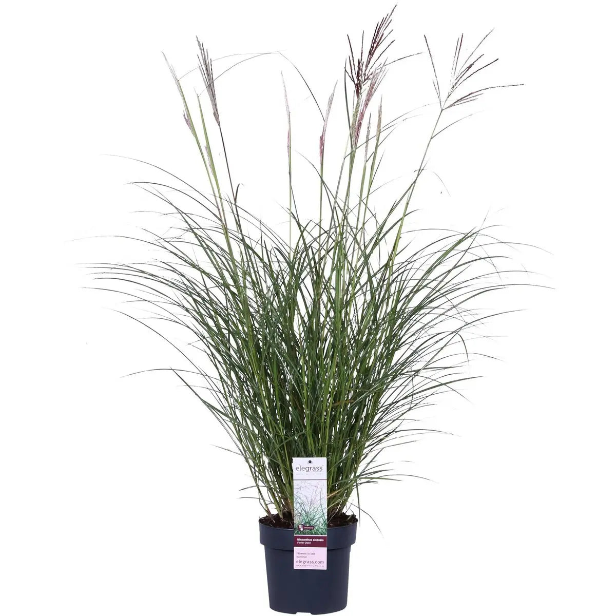 Miscanthus sinensis Ferner Osten - Ø19 - ↨50 cm Zier-Gras - Pille Gartenwelt